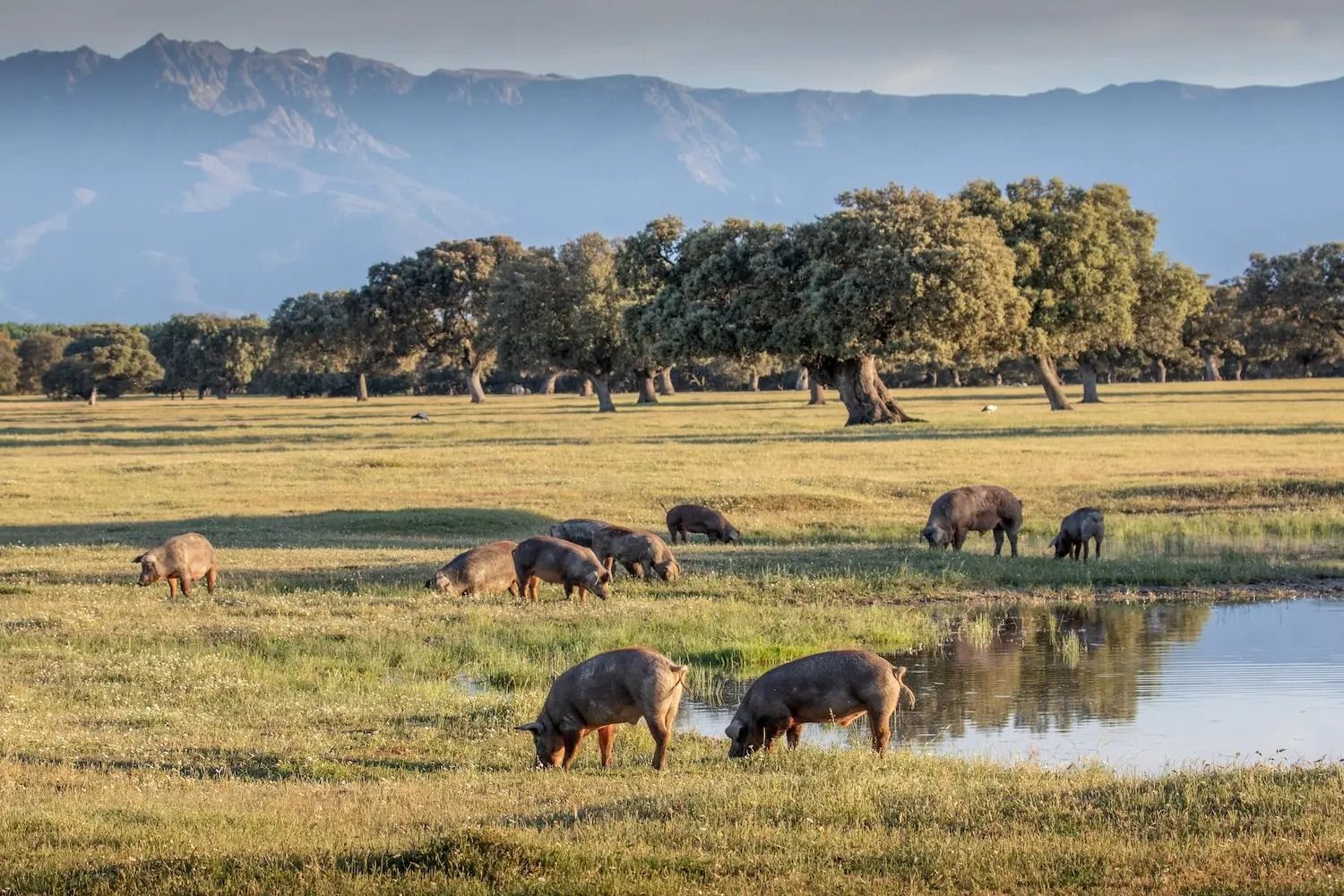 Cerdos ibéricos en la dehesa extremeña, con la sierra al fondo