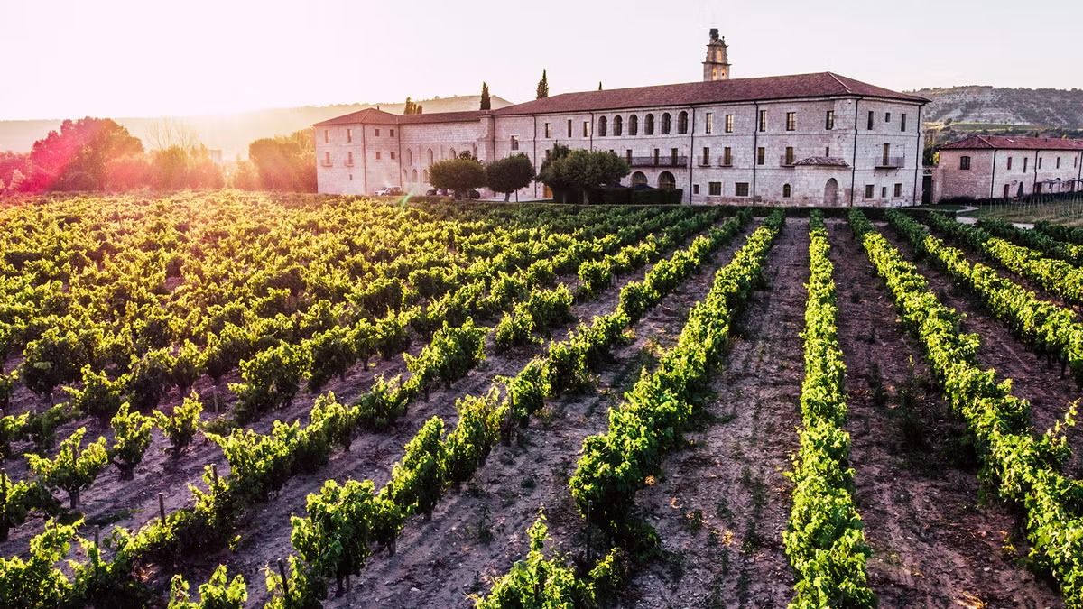 Viñedos de la Abadía Retuerta al atardecer, en la Ribera del Duero